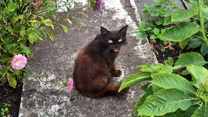 Black cat sitting among pink flowers and green leaves · Cat photo — Pictures of Cat