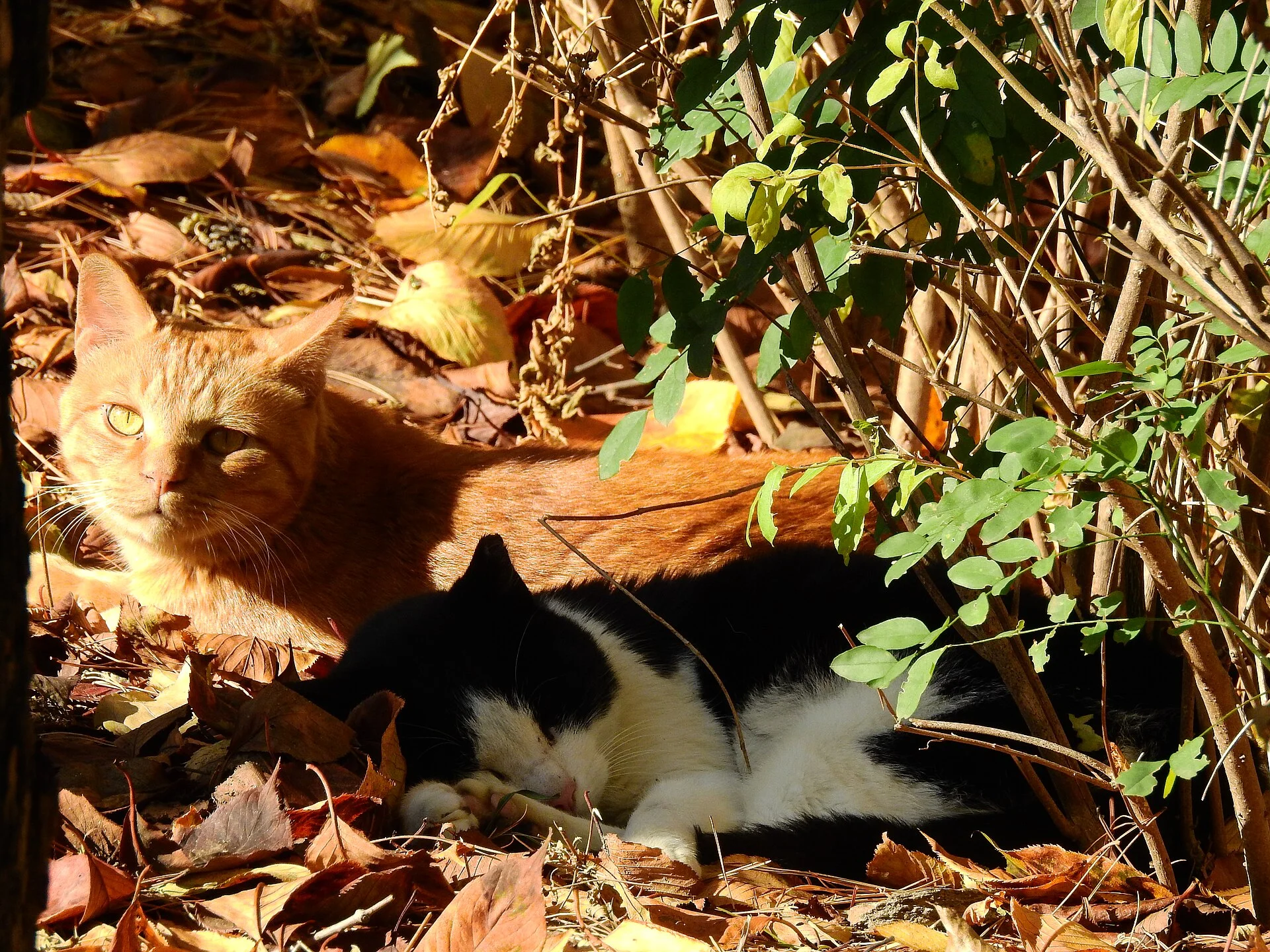 Pictures of Cat의 고양이 사진, Stumbled upon these cats that live near my apartment building and took a quick picture of them