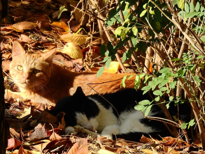 Two cats lying among dry leaves beneath branches · Cat photo — Pictures of Cat