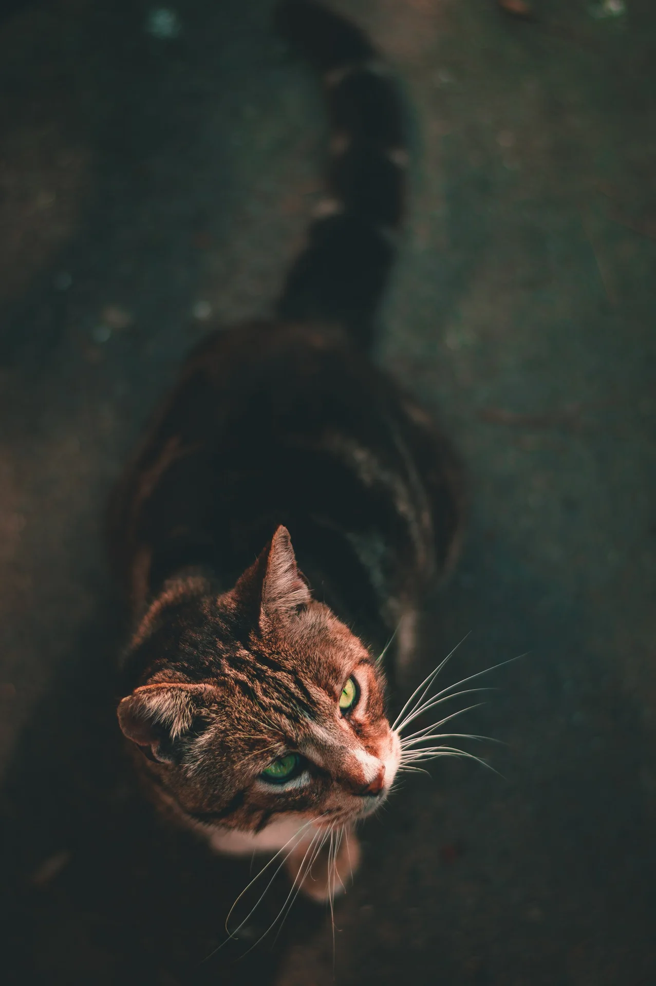 Pictures of Cat의 고양이 사진, Barcelona, Spain