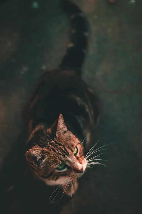 Tabby looking upward against a dark background · Cat photo — Pictures of Cat