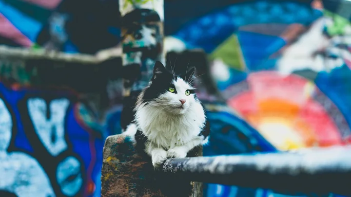Black and white cat in front of a colorful painted wall · Cat photo — Pictures of Cat