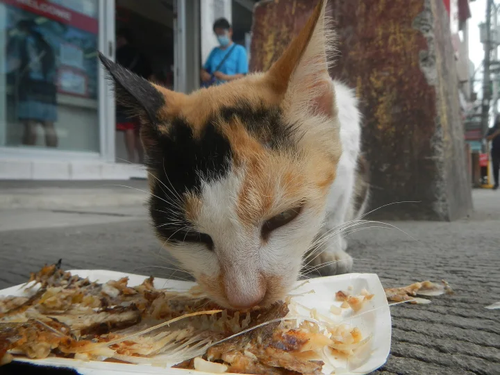 Calico cat with its muzzle over food on a white plate · Cat photo — Pictures of Cat