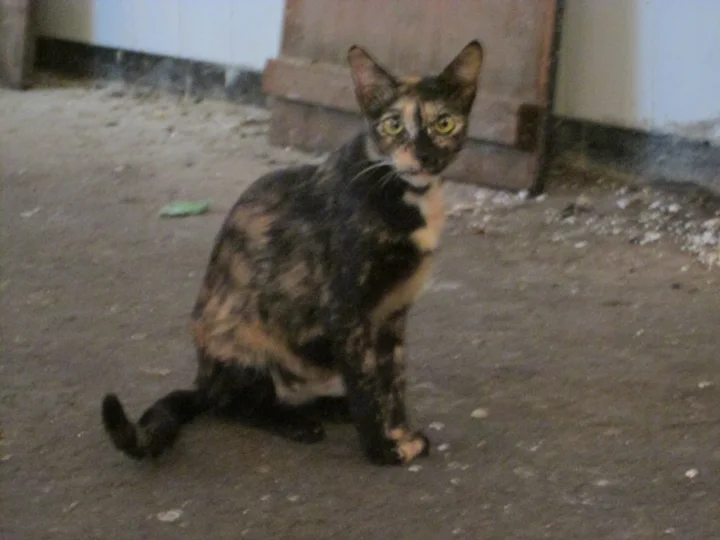 Tortoiseshell cat sitting near a brick doorway · Cat photo — Pictures of Cat
