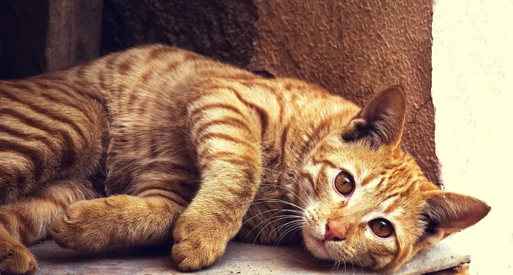 Brown tabby lying on its side beside a curtain · Cat photo — Pictures of Cat