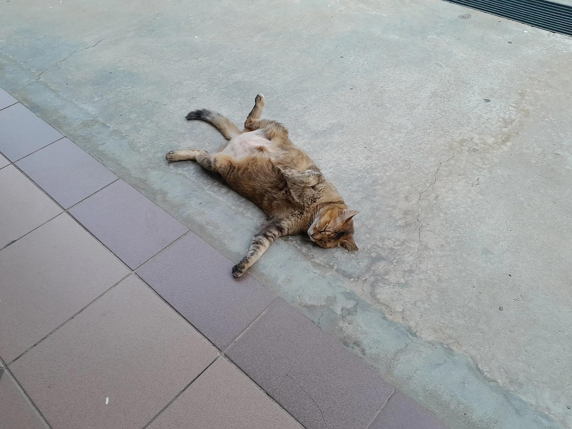Cat lying down, ein Katze-Foto auf Pictures of Cat