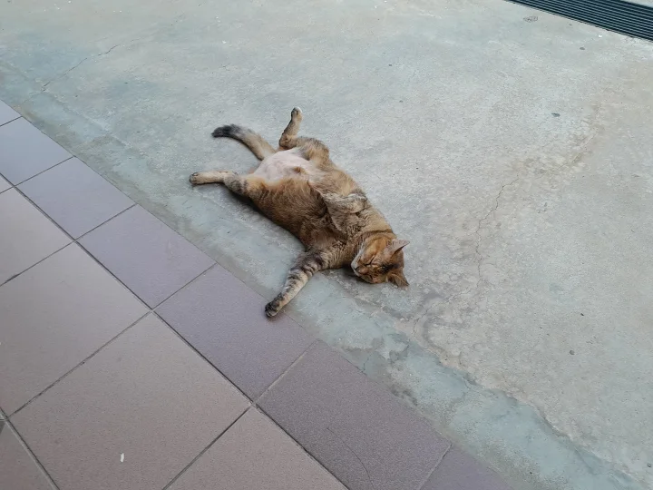 A tabby cat lying on its back on a concrete patio · Cat photo — Pictures of Cat