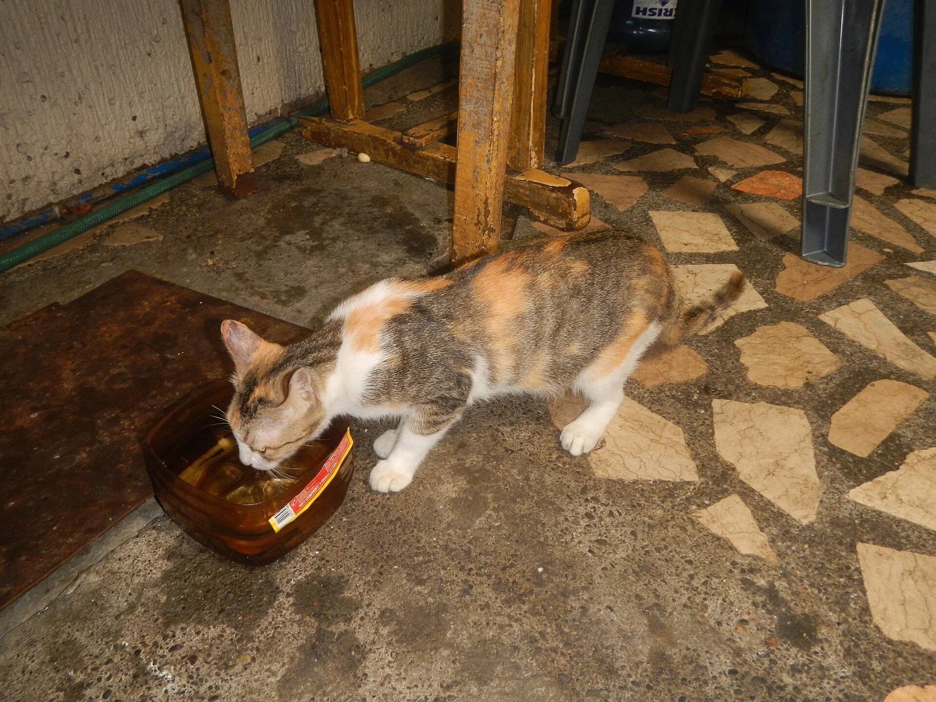 Photos taken during the 2020 coronavirus pandemic in Baliuag, Bulacan Timeline of the 2020 coronavirus pandemic in the P, ein Katze-Foto auf Pictures of Cat