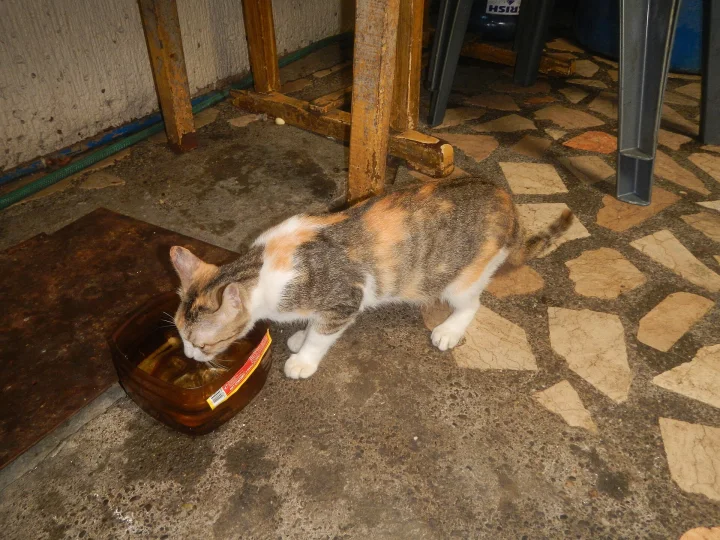 Calico cat with its muzzle at a bowl on a stone floor · Cat photo — Pictures of Cat