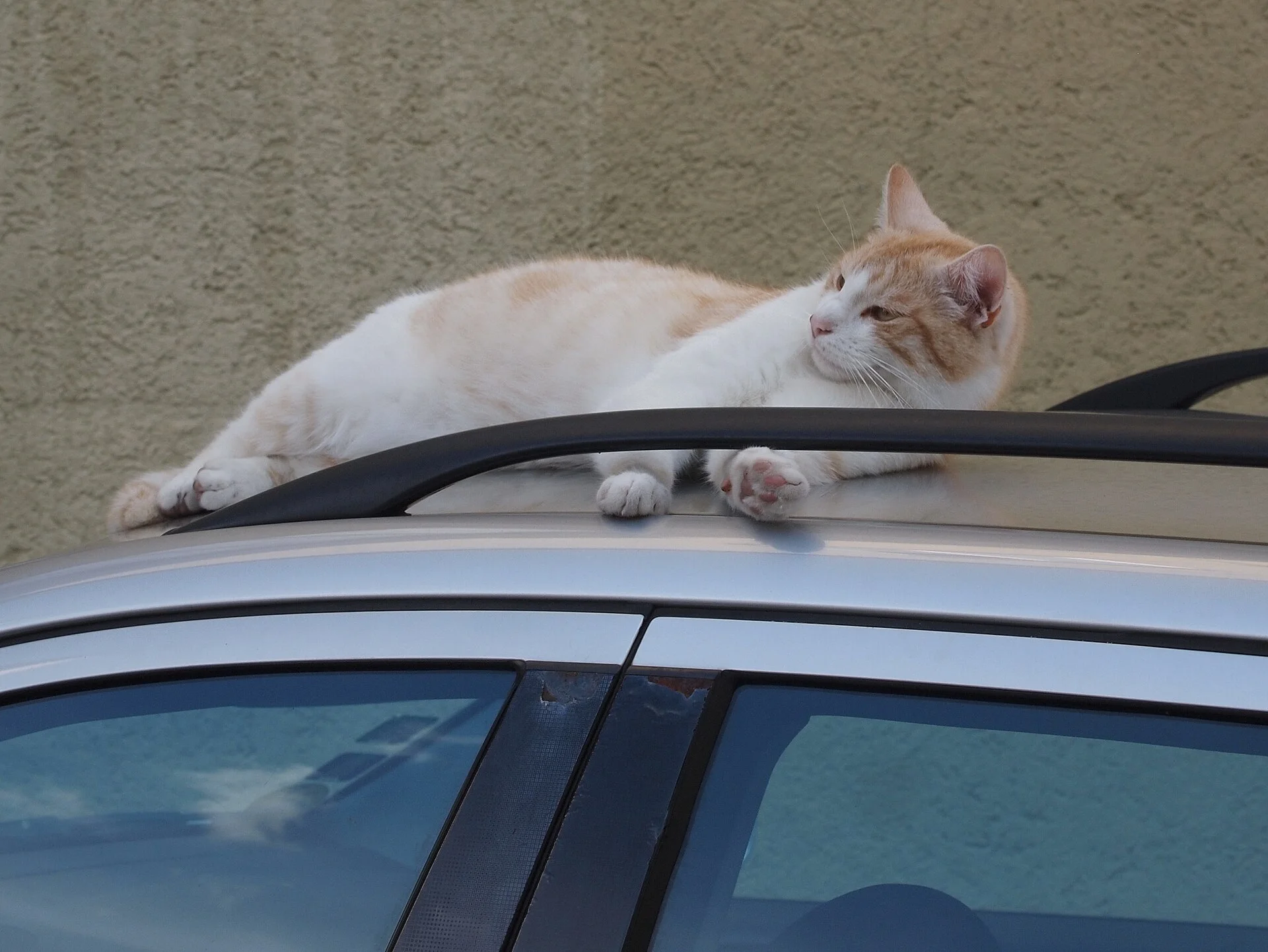 Weiß-rote Katze auf zumindest warmem Blech(auto)dach; festgehalten im sommerlichen Kaufbeuren, Unter dem Berg, ein Katze-Foto auf Pictures of Cat