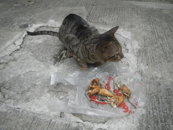 Tabby beside food on a clear plastic bag · Cat photo — Pictures of Cat