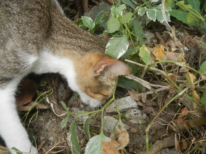 Cat bending its head among green leaves and twigs · Cat photo — Pictures of Cat