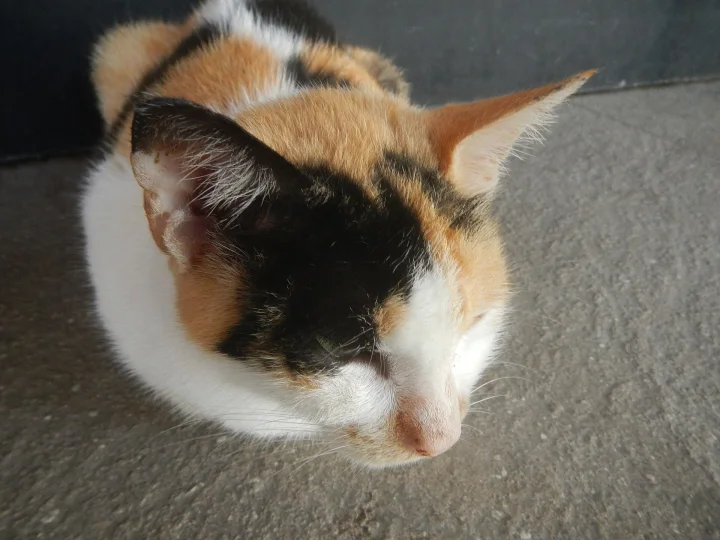 Close-up of a calico cat with its eyes closed · Cat photo — Pictures of Cat