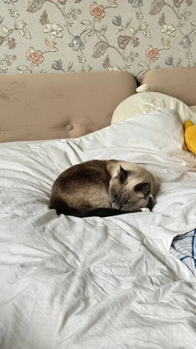 고양이 사진, a cat photo on Pictures of Cat